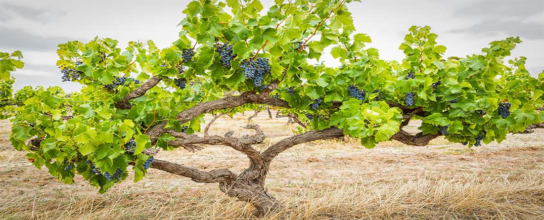 Vines with shiraz grapes